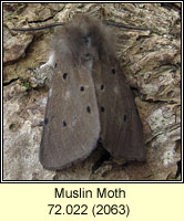 Muslin Moth, Diaphora mendica