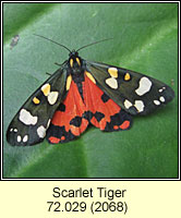 Scarlet Tiger, Callimorpha dominula