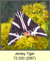 Jersey Tiger, Euplagia quadripunctaria