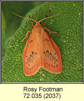 Rosy Footman, Miltochrista miniata
