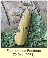 Four-spotted Footman, Lithosia quadra