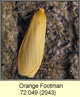 Orange Footman, Eilema sororcula