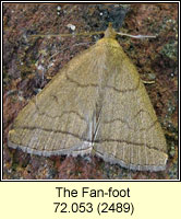 The Fan-foot, Zanclognatha tarsipennalis