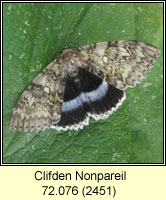 Clifden Nonpareil, Catocala fraxini
