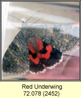 Red Underwing, Catocala nupta