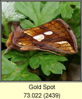 Gold Spot, Plusia festucae