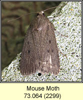 Mouse Moth, Amphipyra tragopoginis