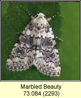 Marbled Beauty, Cryphia domestica