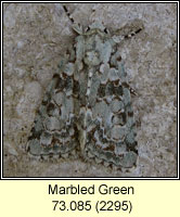 Marbled Green, Cryphia muralis