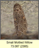Small Mottled Willow, Spodoptera exigua