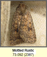 Mottled Rustic, Caradrina morpheus