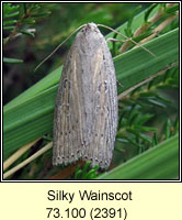 Silky Wainscot, Chilodes maritimus