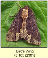 Bird's Wing, Dypterygia scabriuscula