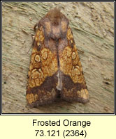 Frosted Orange, Gortyna flavago