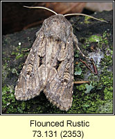 Flounced Rustic, Luperina testacea