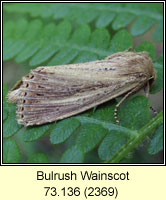 Bulrush Wainscot, Nonagria typhae
