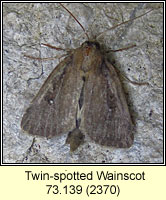 Twin-spotted Wainscot, Archanara geminipuncta