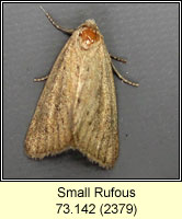 Small Rufous, Coenobia rufa