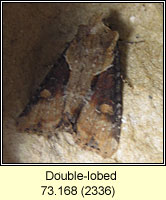 Double-lobed, Apamea ophiogramma