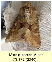 Middle-barred Minor, Oligia fasciuncula