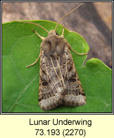 Lunar Underwing, Omphaloscelis lunosa