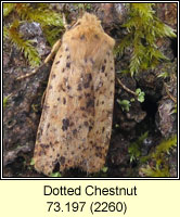 Dotted Chestnut, Conistra rubiginea