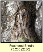Feathered Brindle, Aporophyla australis