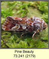 Pine Beauty, Panolis flammea