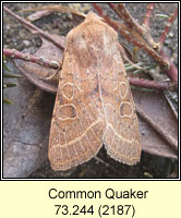 Common Quaker, Orthosia cerasi