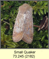 Small Quaker, Orthosia cruda