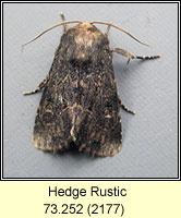 Hedge Rustic, Tholera cespitis