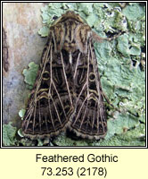 Feathered Gothic, Tholera decimalis