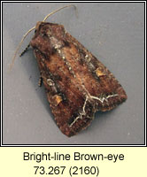 Bright-line Brown-eye, Lacanobia oleracea