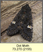 Dot Moth, Melanchra persicariae