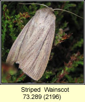 Striped  Wainscot, Mythimna pudorina