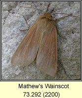 Mathew's Wainscot, Mythimna favicolor