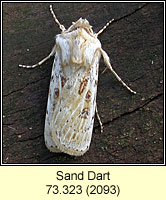Sand Dart, Agrotis ripae