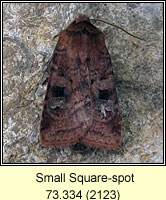 Small Square-spot, Diarsia rubi