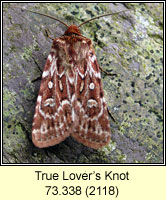 True Lovers Knot, Lycophotia porphyrea