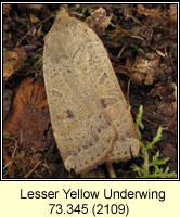 Lesser Yellow Underwing, Noctua comes