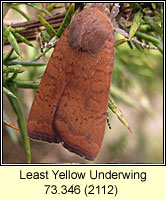 Least Yellow Underwing, Noctua interjecta