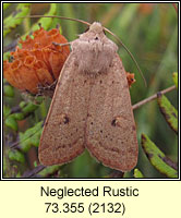 Neglected Rustic, Xestia castanea