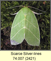Scarce Silver-lines, Bena bicolorana