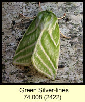 Green Silver-lines, Pseudoips prasinana