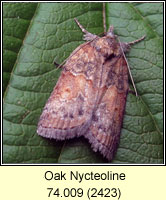 Oak Nycteoline, Nycteola revayana