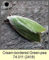 Cream-bordered Green-pea, Earias clorana
