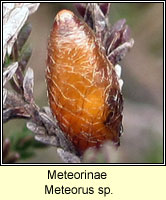 Meteorinae, Meteorus