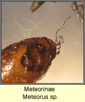Meteorinae, Meteorus