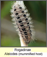 Rogadinae, Aleiodes bicolor Q