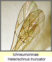 Ichneumoninae, Heterischnus truncator